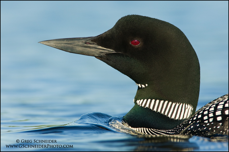 Common Loon portrait