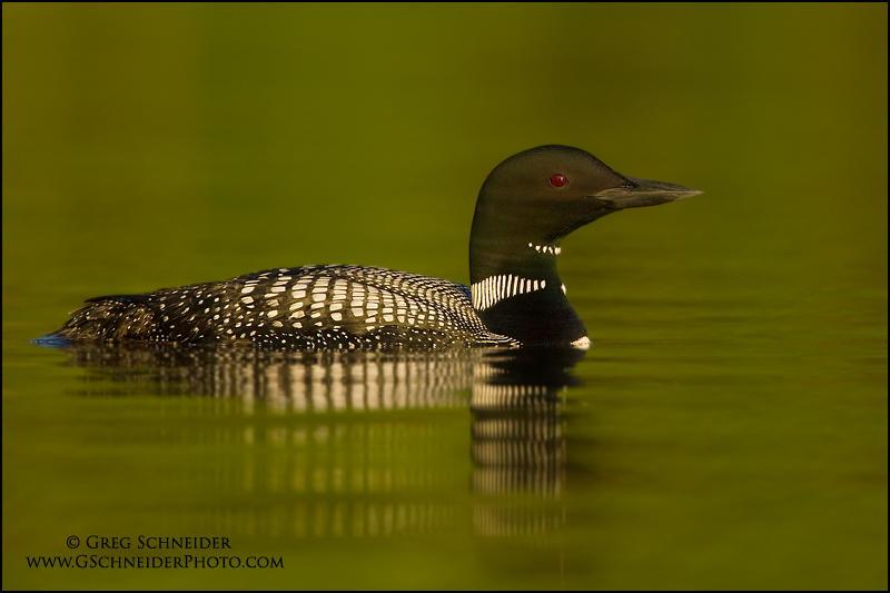Common Loon on calm lake