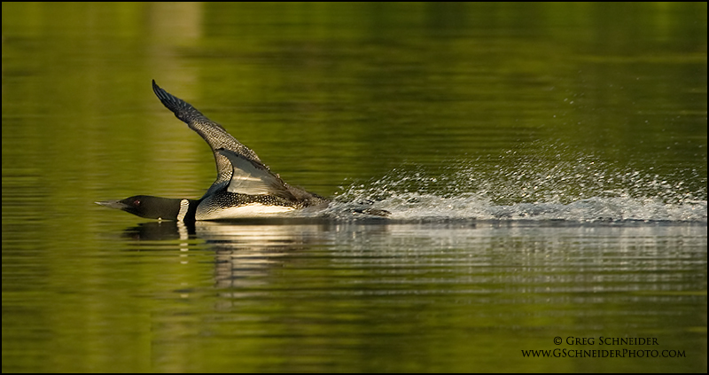Common Loon landing