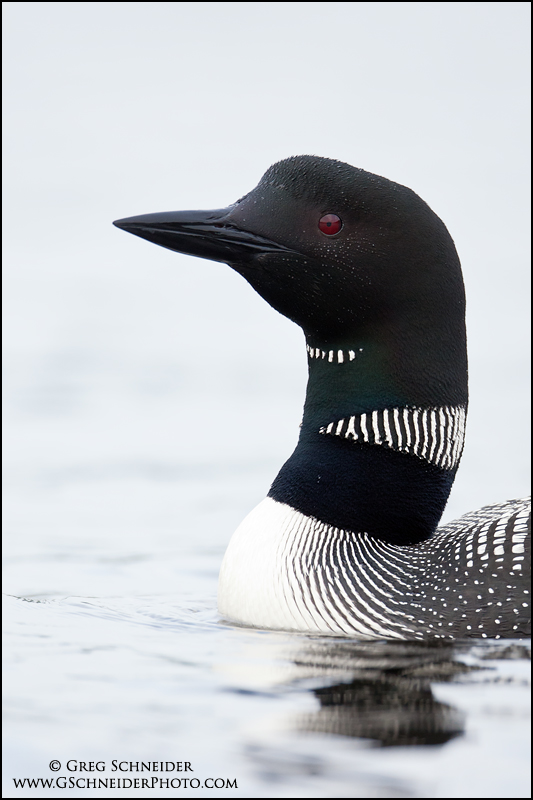 Common Loon portrait (high key)