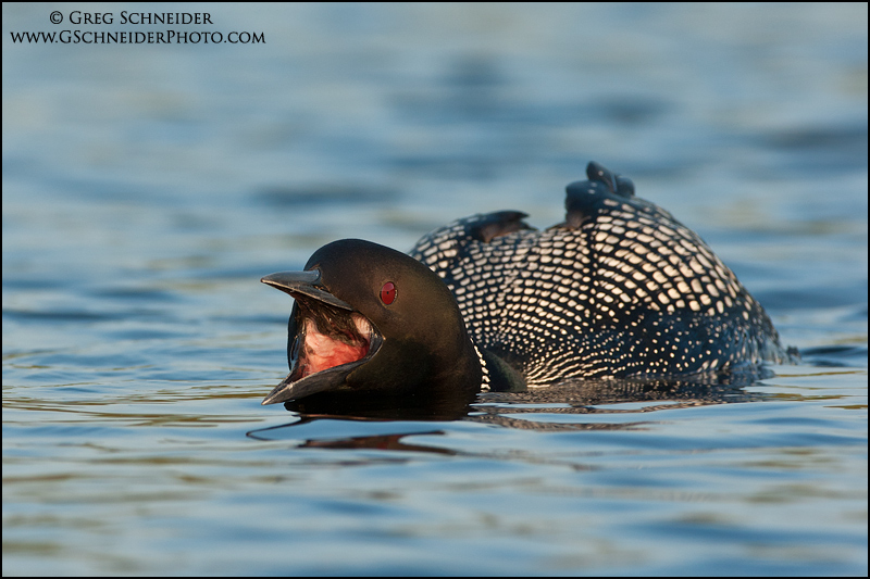 Common Loon calling at low angle