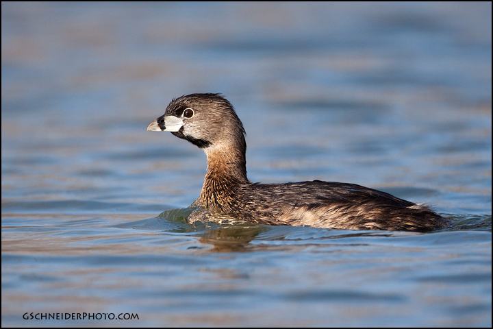 Pied-Billed Grebe