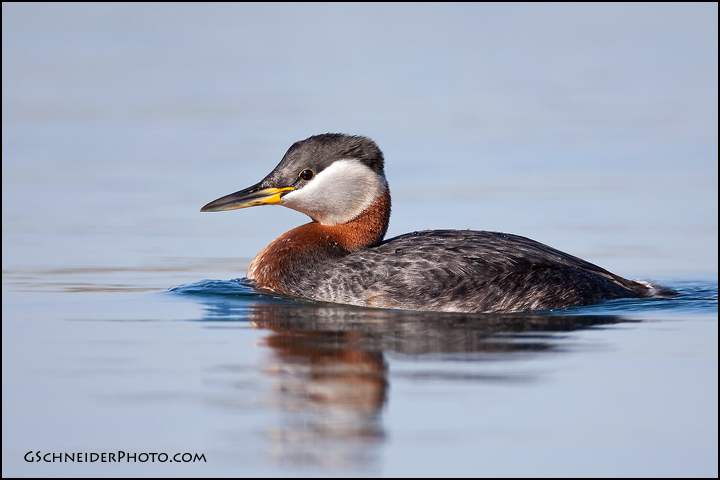 Red-necked grebe