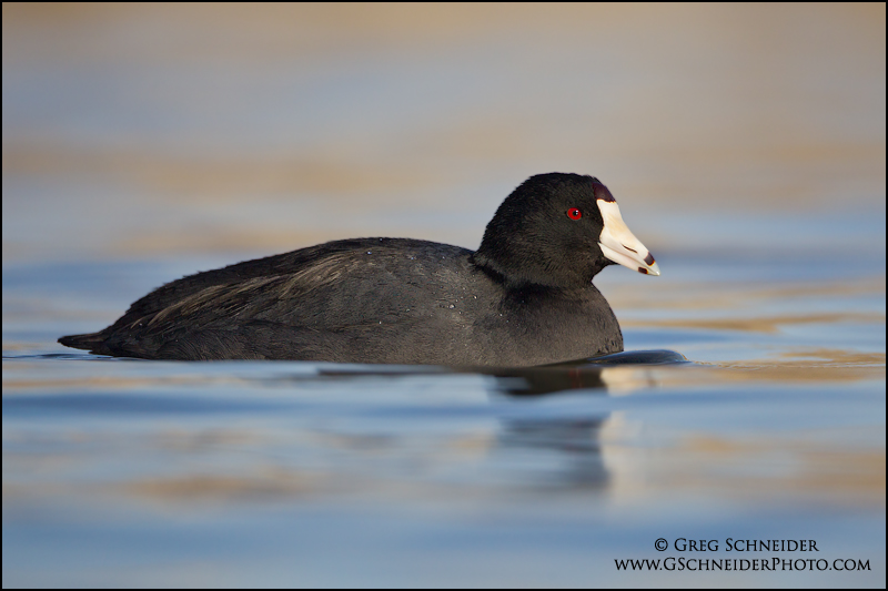 American Coot