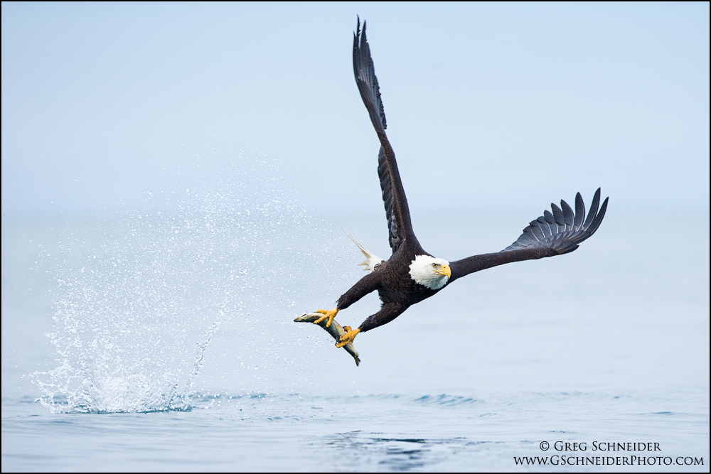 Photo Adult Bald Eagle catching fish