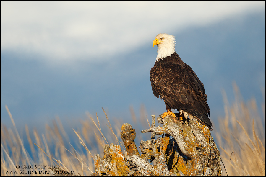 Bald Eagle on Driftwood