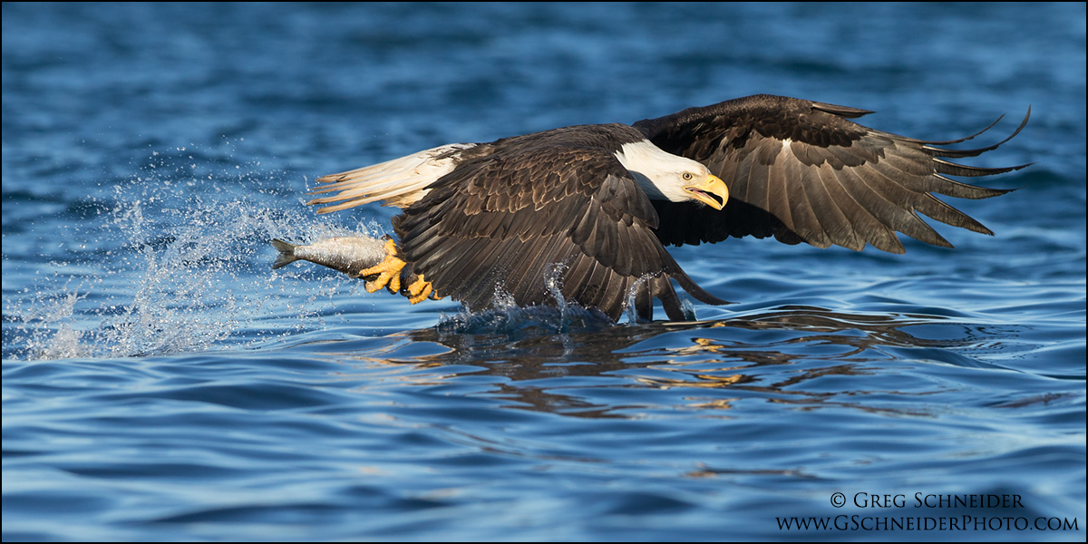 Photo :: Bald Eagle fish capture