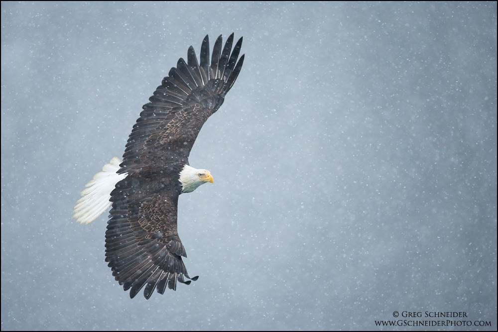 Photo Bald Eagle soaring in snow (horizontal)