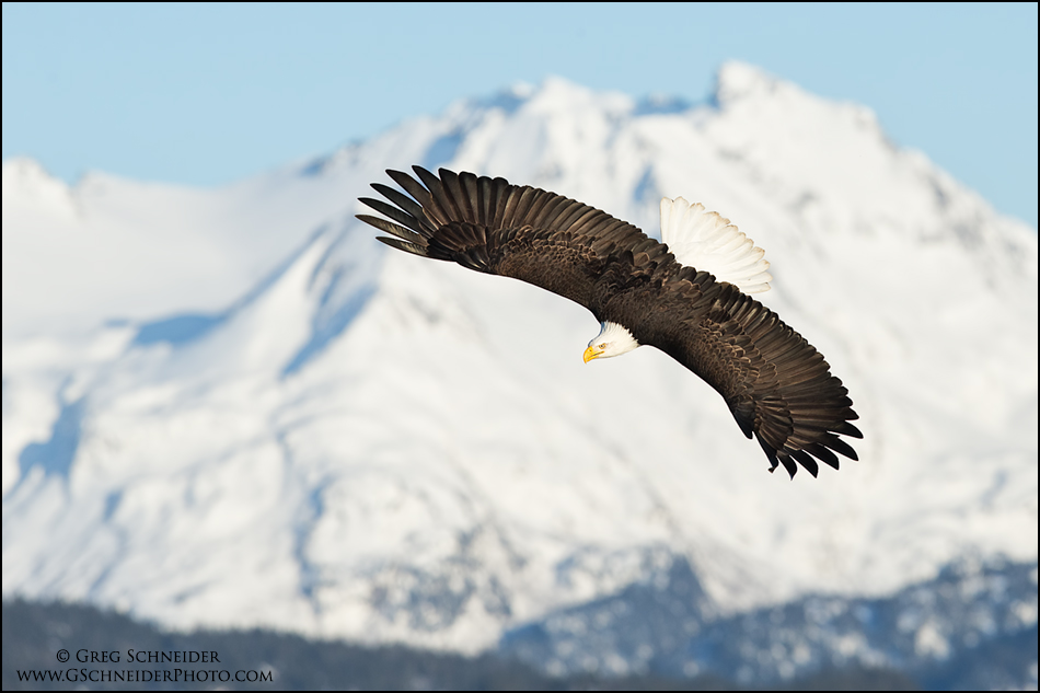 Photo Bald Eagle soaring against distant mountain backdrop