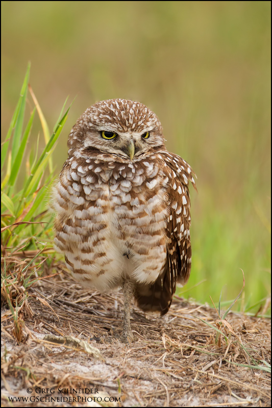 Photo Burrowing Owl in grasses near burrow