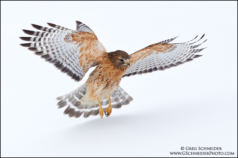 Red-shouldered Hawk flying across fresh snow