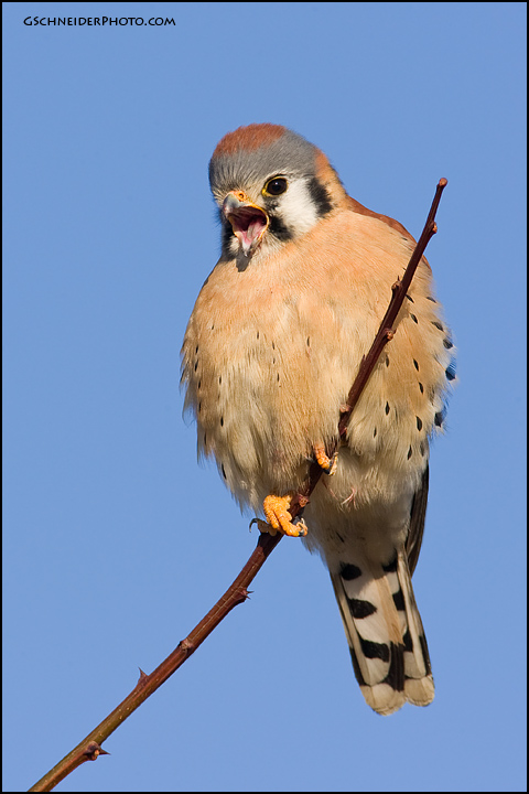 American Kestrel calling