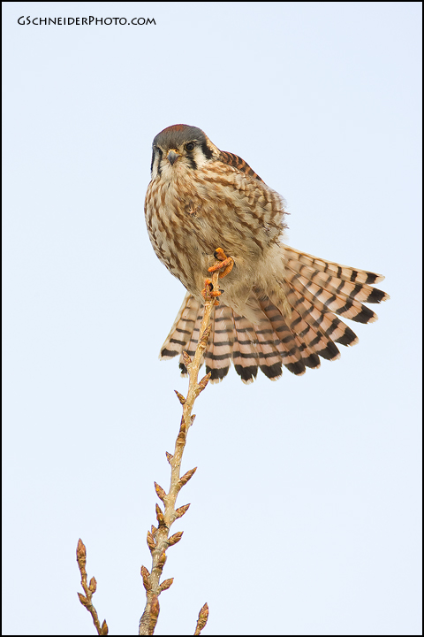 American Kestrel fanning tail