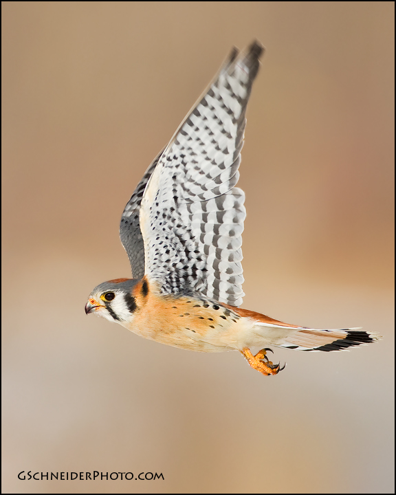 American Kestrel