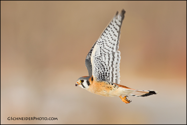 American Kestrel in flight