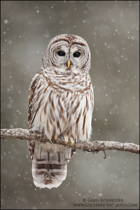 Barred Owl in heavy snow