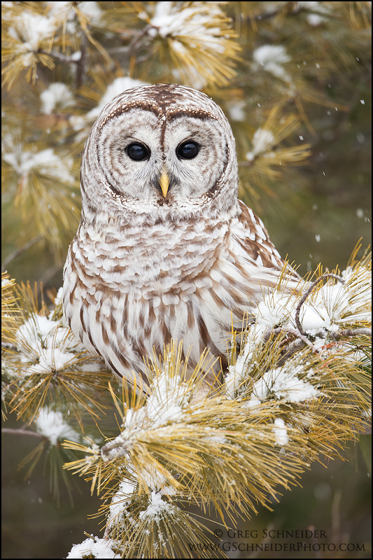 Barred Owl in Snow-covered Tree