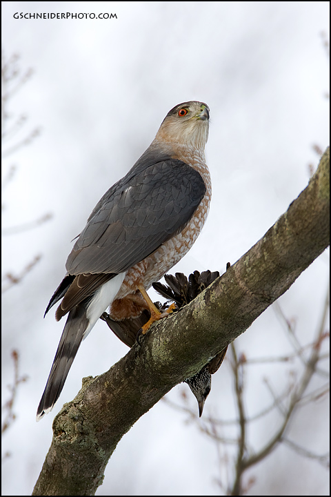 Cooper's Hawk with starling prey