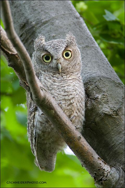Fluffy and downy Eastern Screech Owl owlet