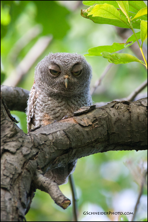 Eastern Screech Owl juvenile blinking