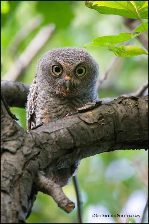 Eastern Screech Owl juvenile stare
