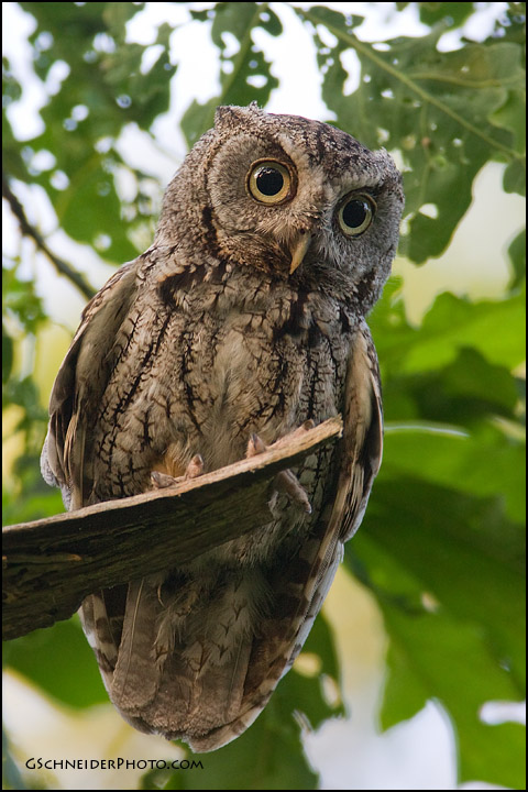 Eastern Screech Owl adult