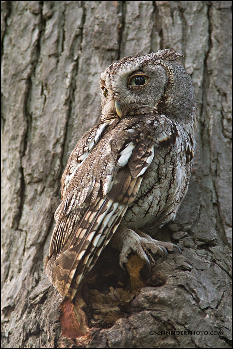 Eastern Screech Owl at dusk