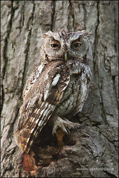 Eastern Screech Owl