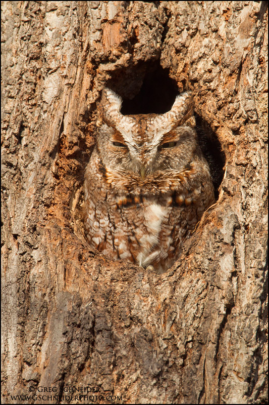Eastern Screech Owl (red morph) in tree cavity