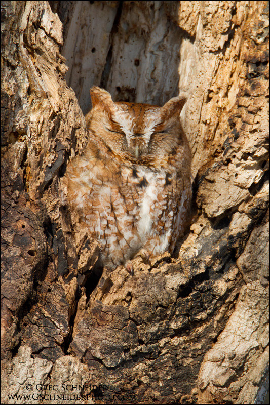 Eastern Screech Owl (red phase) sleeping in tree cavity