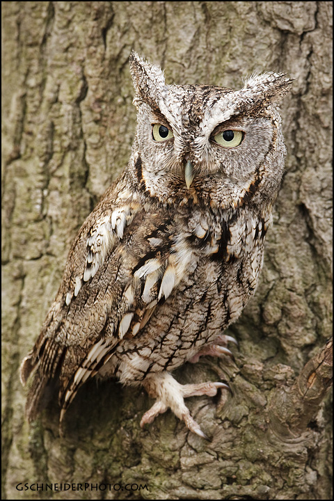 Eastern Screech Owl