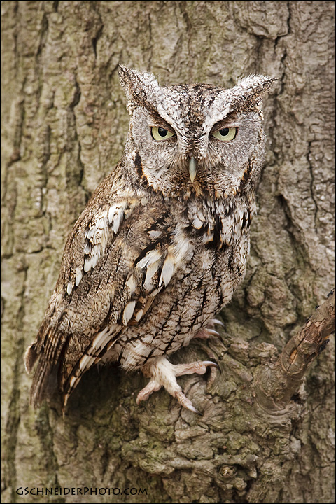 Eastern Screech Owl