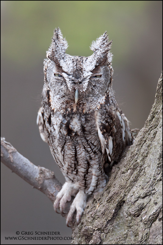 Eastern Screech Owl slit eyed stare