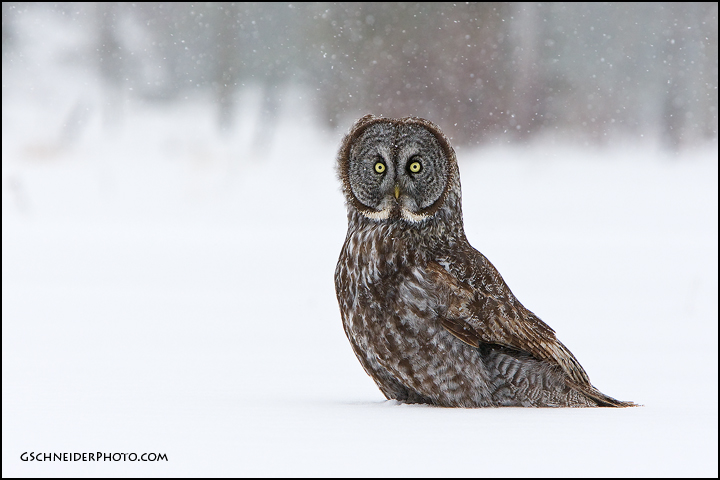 Great Gray Owl