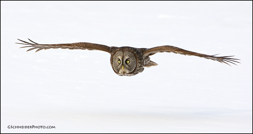 Great Gray owl in flight
