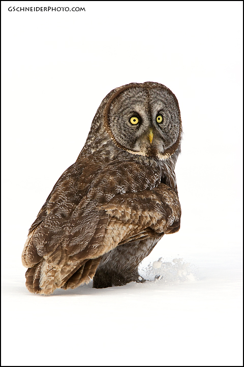 Great Gray Owl look back