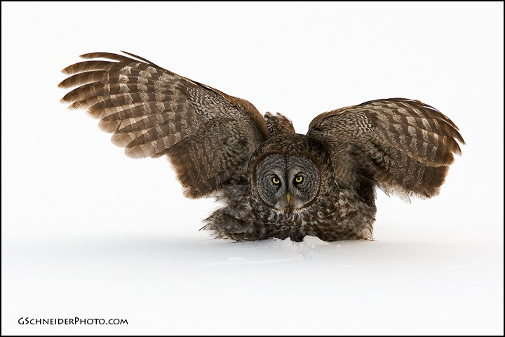 Great Gray Owl landing on prey