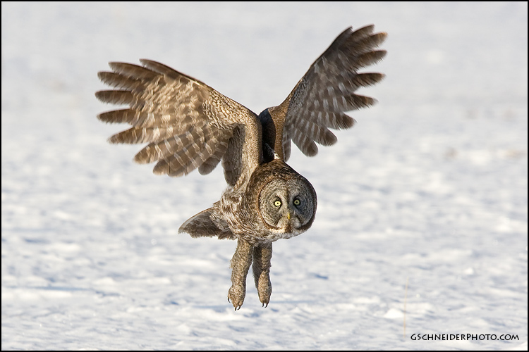 Great Gray Owl in flight