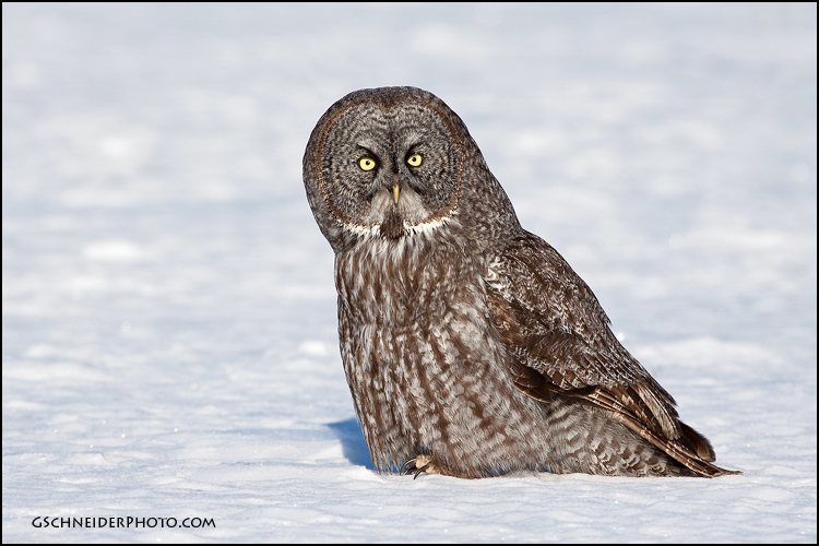 Great Gray Owl