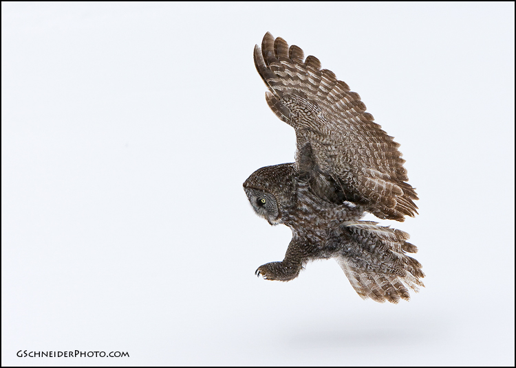 Great Gray Owl pouncing on prey