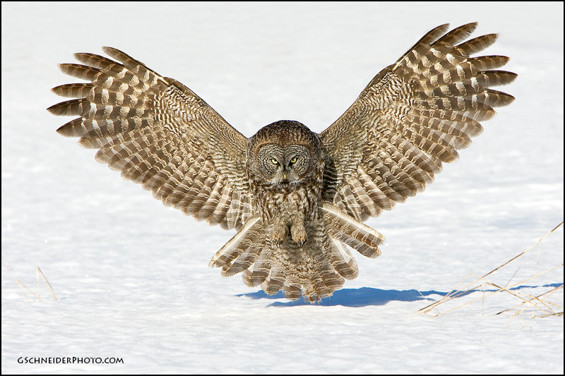 Great Gray Owl pouncing on prey