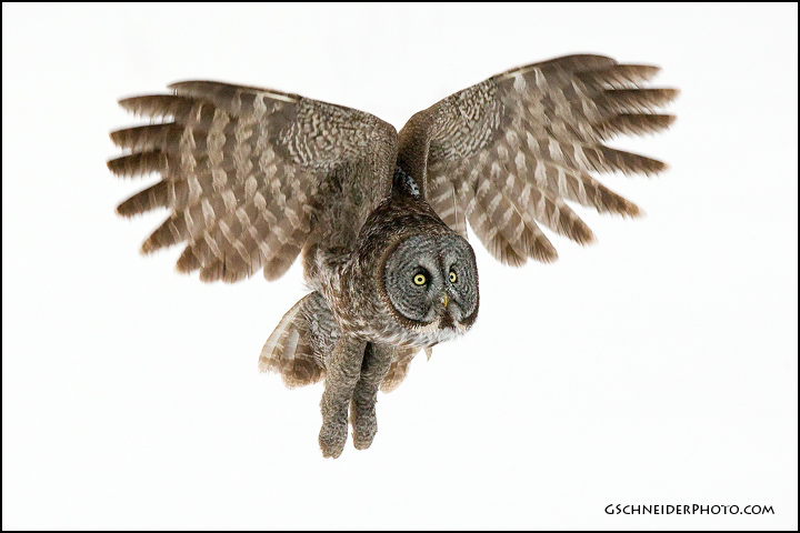 Great Gray Owl flying