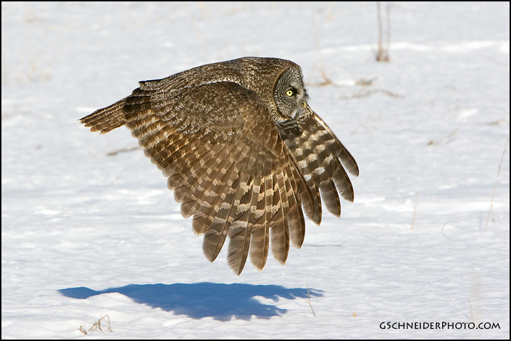 Great Gray Owl flying in sunlight