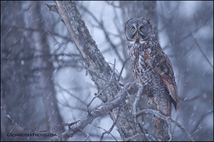 Great Gray owl in snowstorm