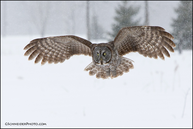 Great Gray owl flying