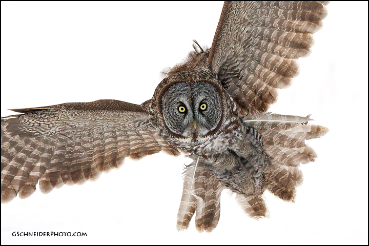 Great Gray Owl inbound