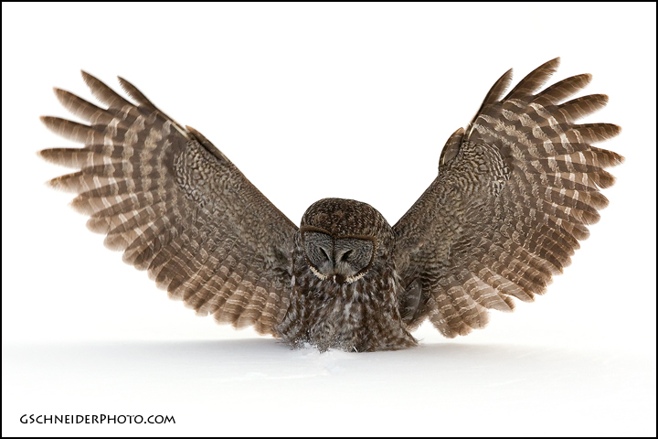 Great Gray owl sinking in the snow