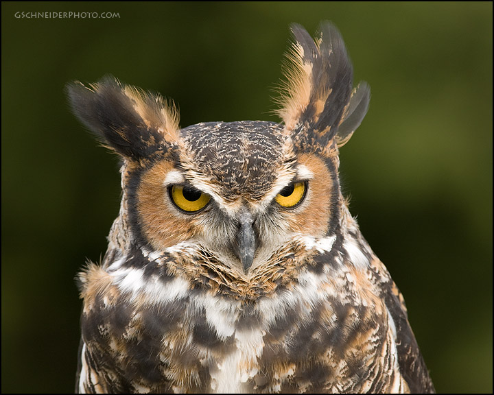 Great Horned Owl head portrait