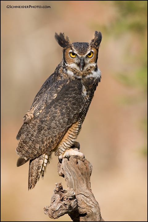 Great Horned Owl calling
