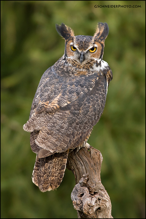 Great Horned Owl look back